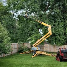 Professional  Tree Services in Hudson, IA